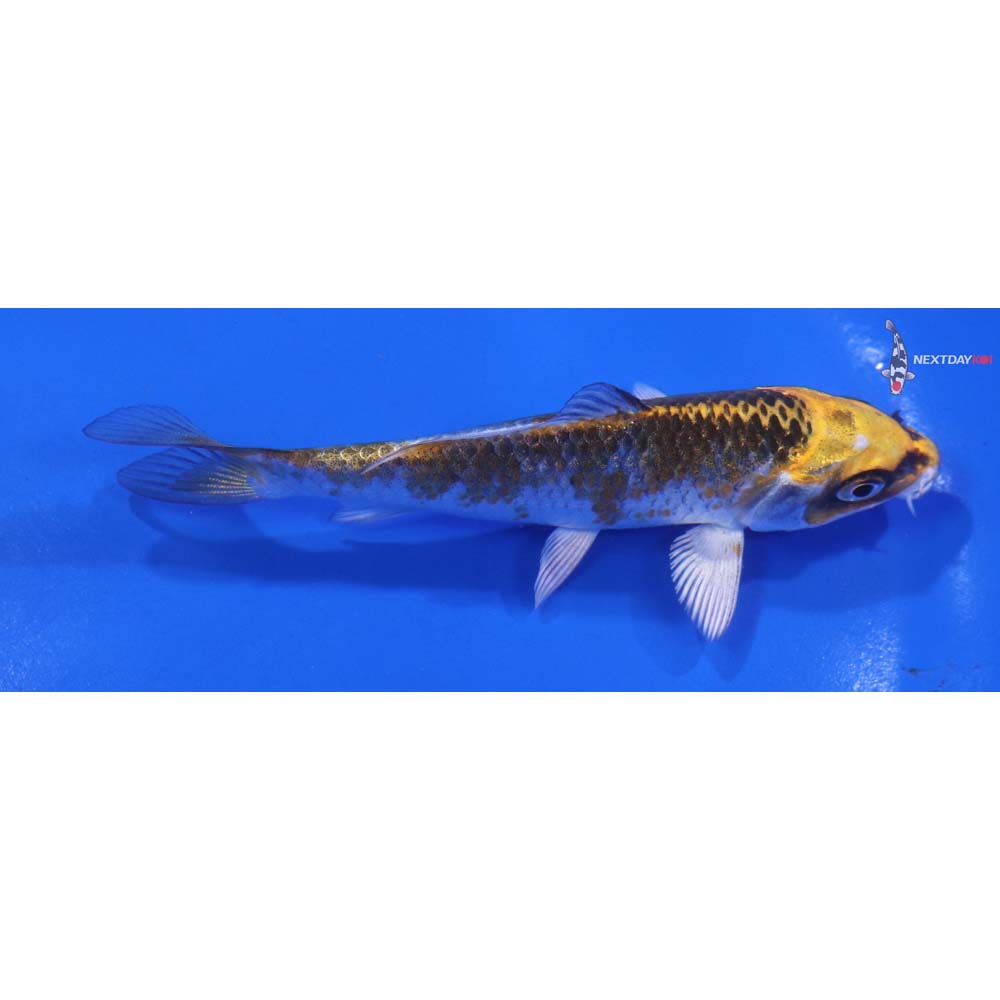 4.5” Imported Kujaku