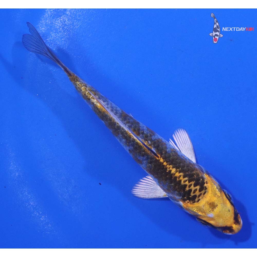 4.5” Imported Kujaku
