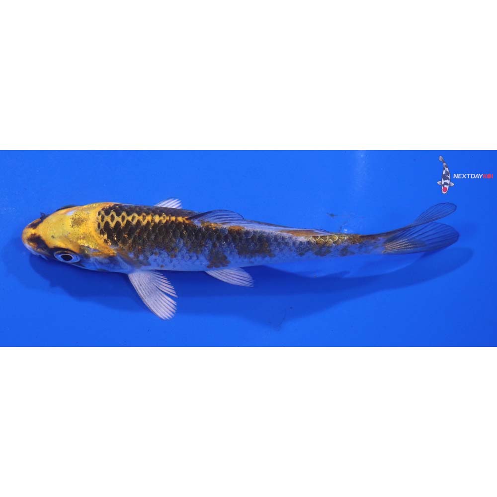 4.5” Imported Kujaku