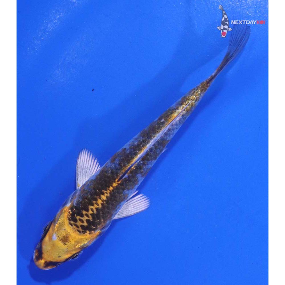 4.5” Imported Kujaku