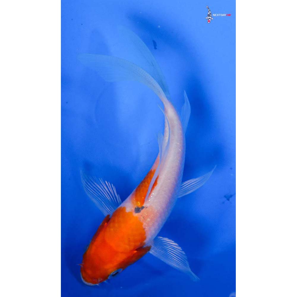 4” Imported Kohaku Butterfly Koi