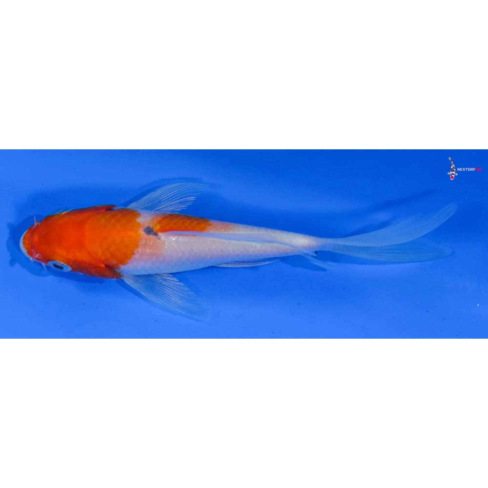 4” Imported Kohaku Butterfly Koi
