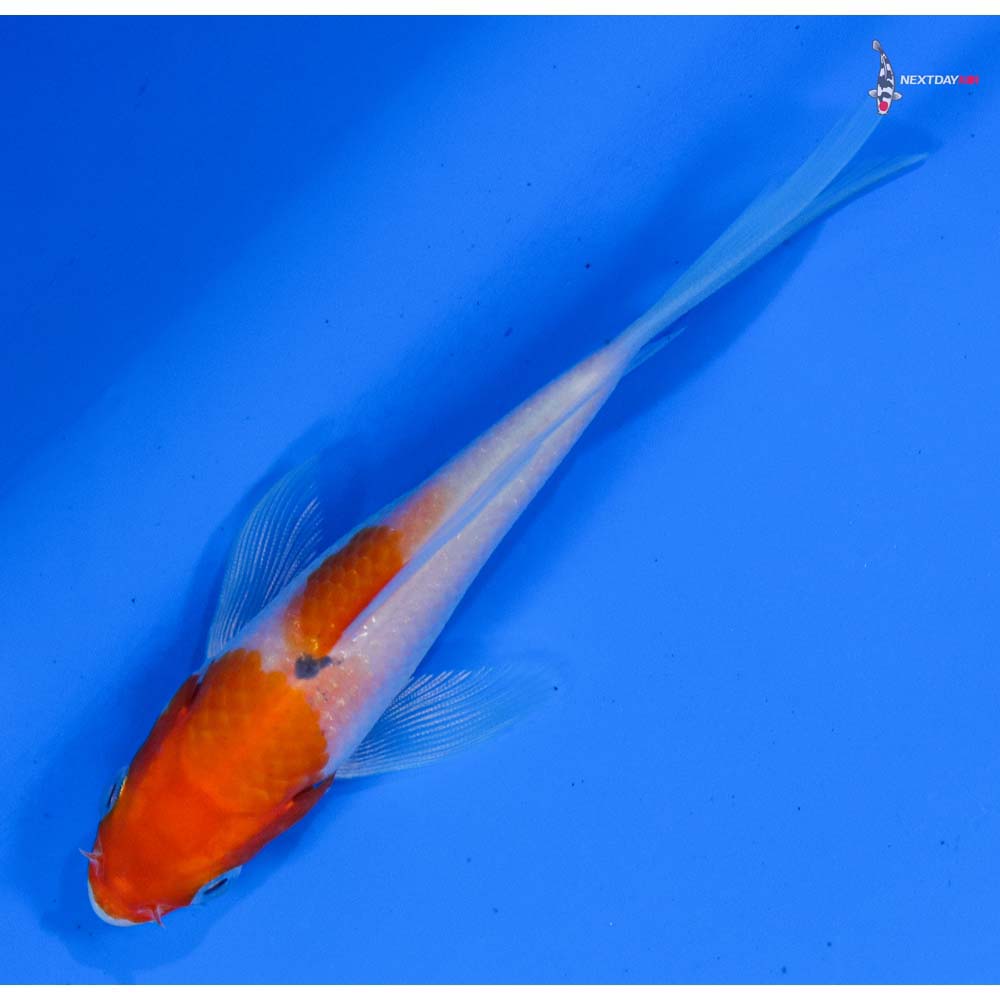 4” Imported Kohaku Butterfly Koi
