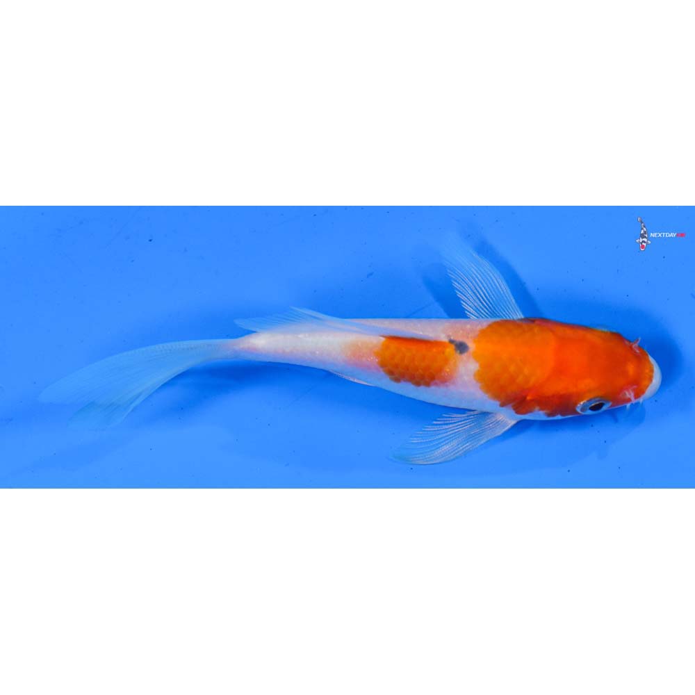 4” Imported Kohaku Butterfly Koi