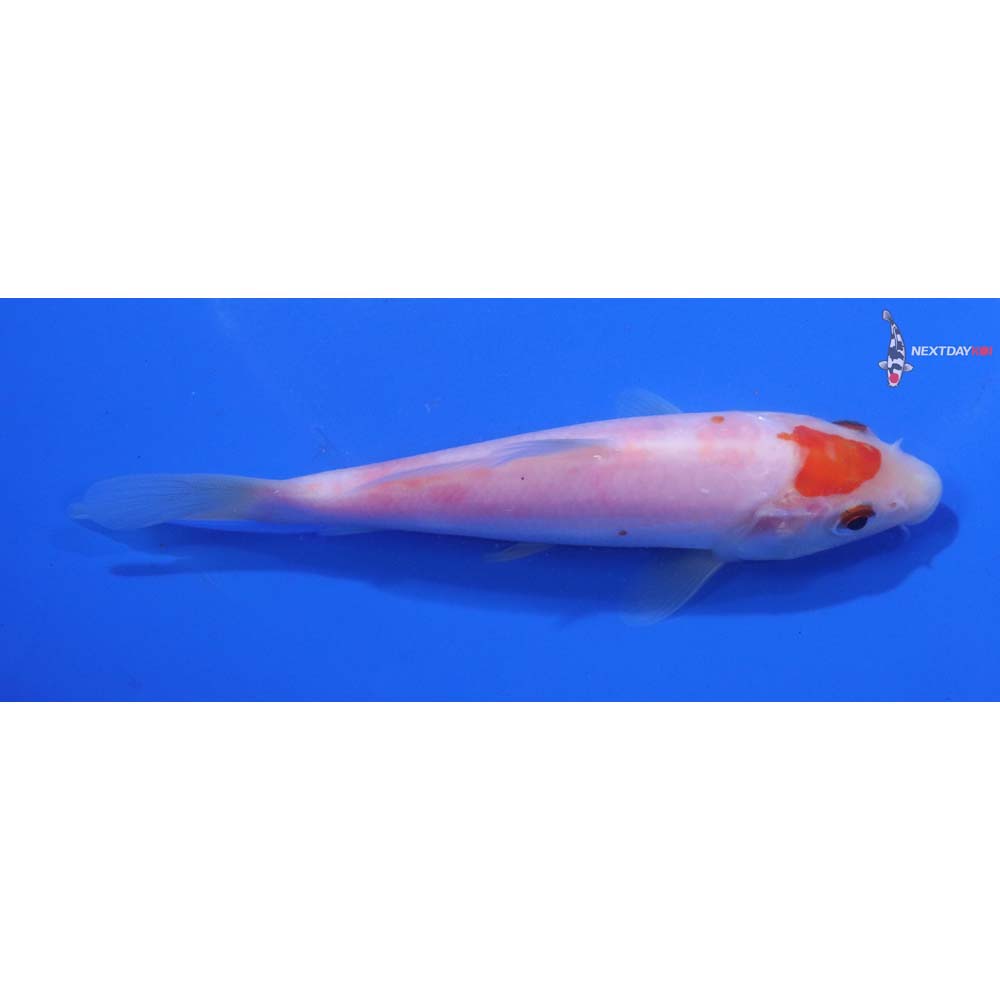 5” Imported Kohaku