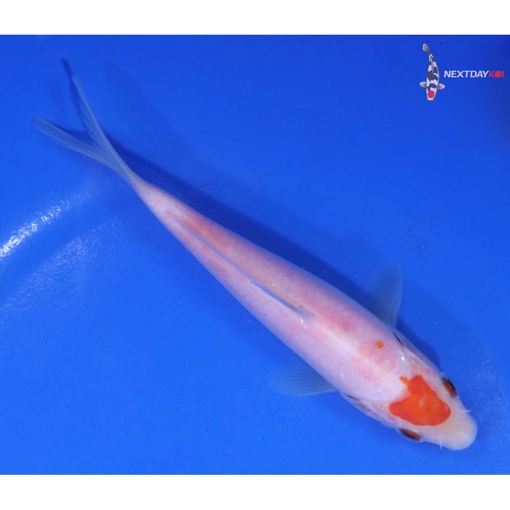 5” Imported Kohaku