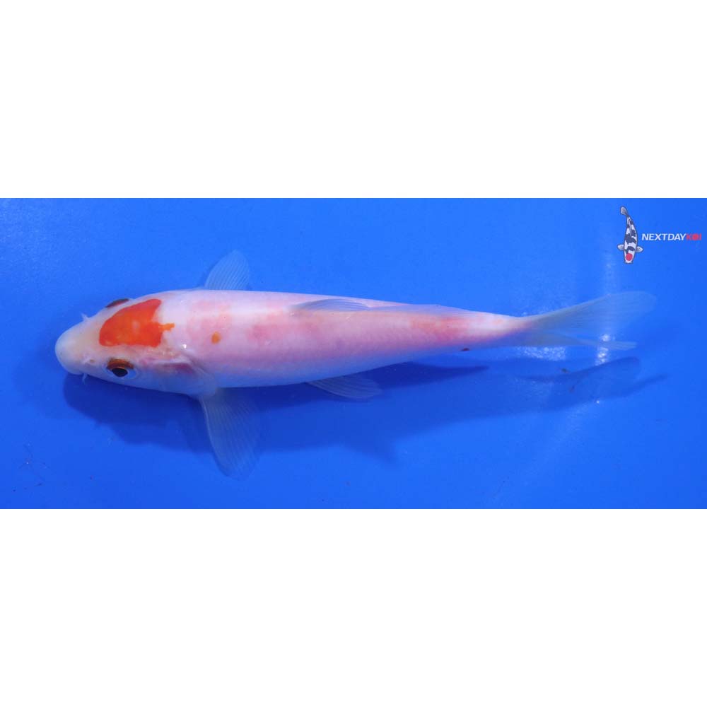 5” Imported Kohaku