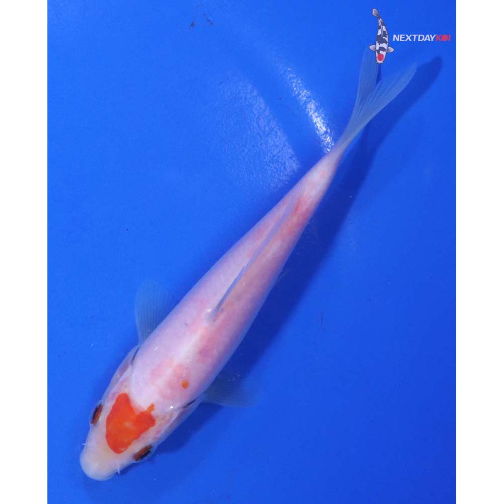 5” Imported Kohaku