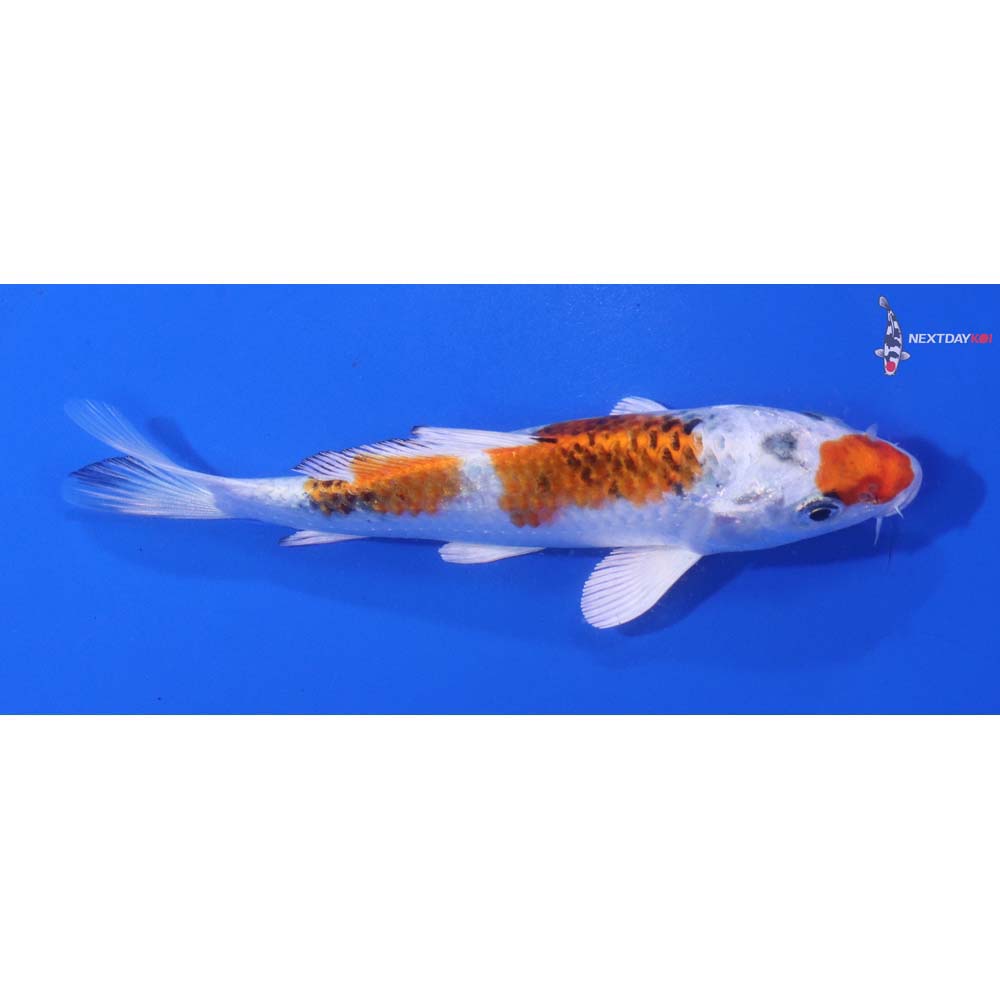 5” Imported Yamato Nishiki