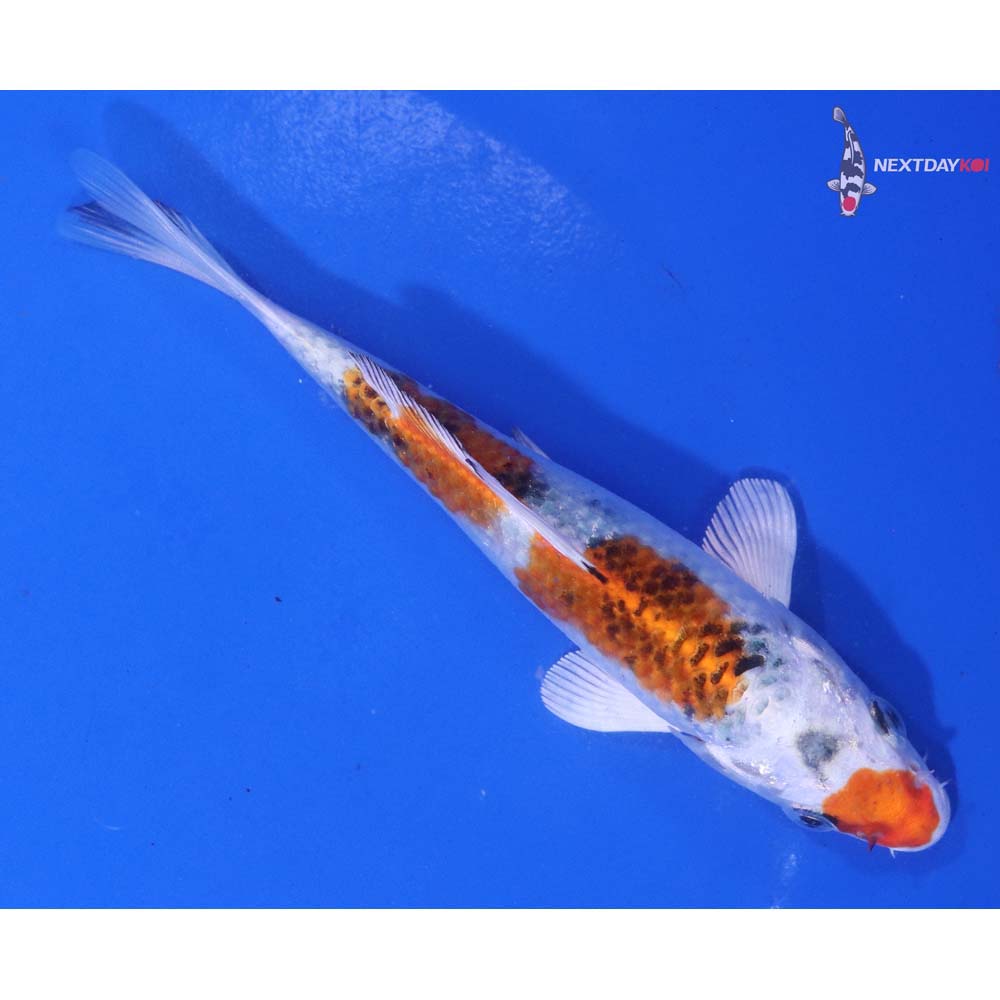5” Imported Yamato Nishiki