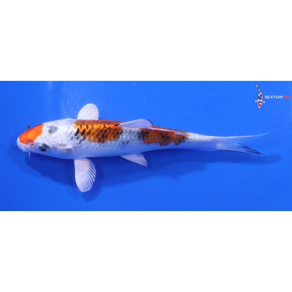 5” Imported Yamato Nishiki
