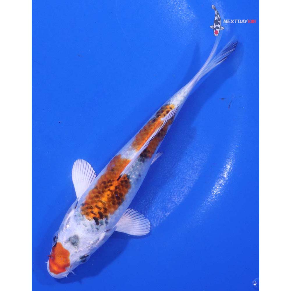 5” Imported Yamato Nishiki