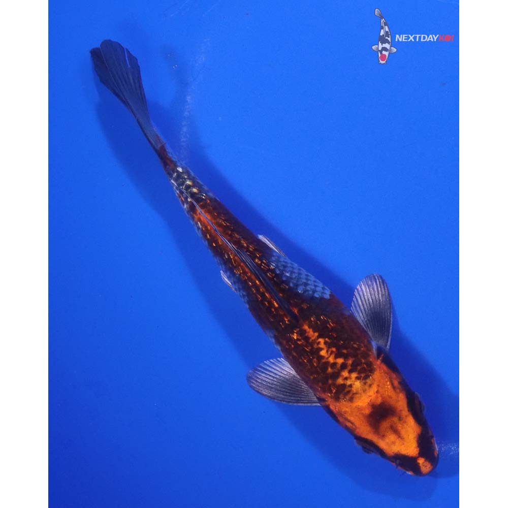 5.5” Imported Gin Rin Kujaku