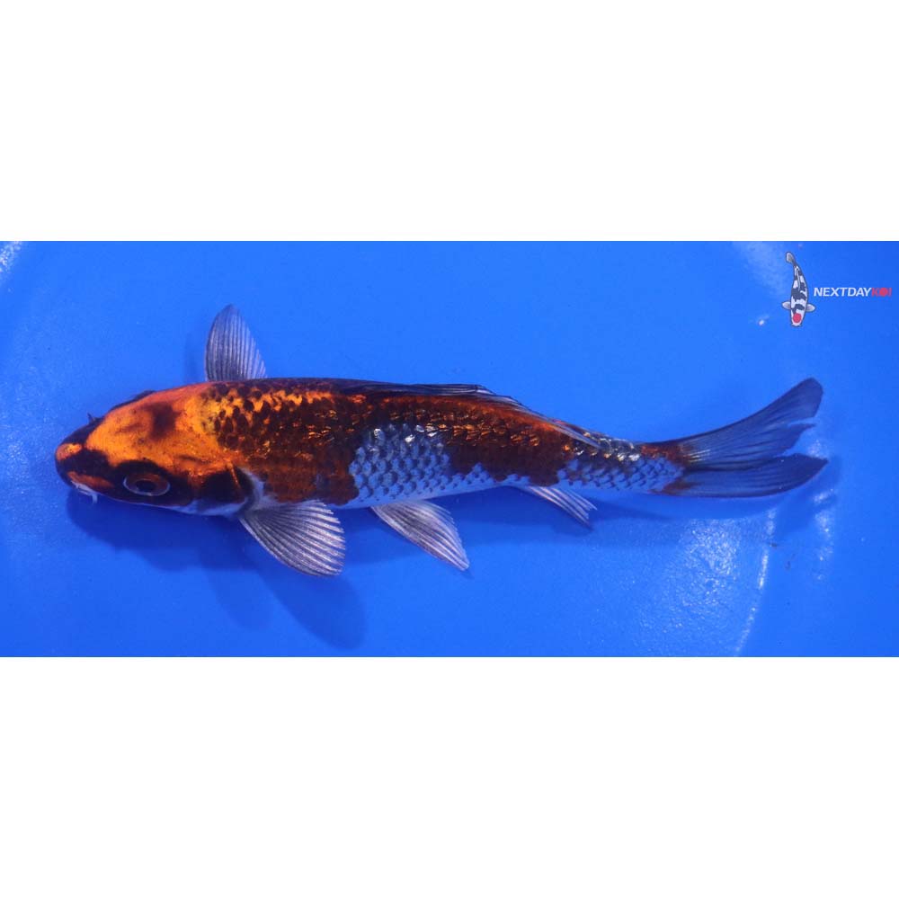 5.5” Imported Gin Rin Kujaku