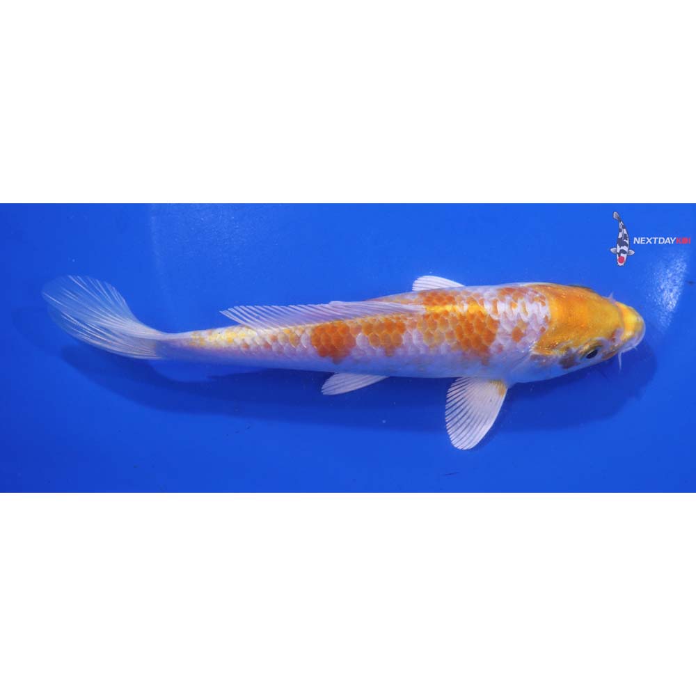 6” Imported Lemon Hariwake
