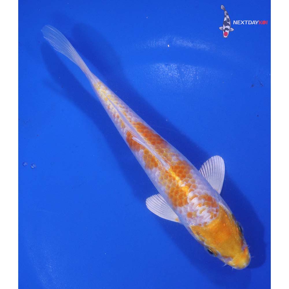 6” Imported Lemon Hariwake