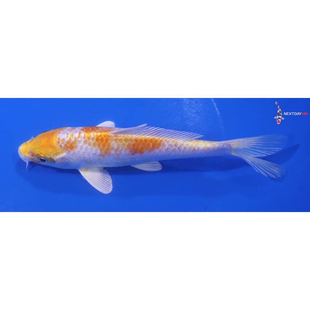 6” Imported Lemon Hariwake