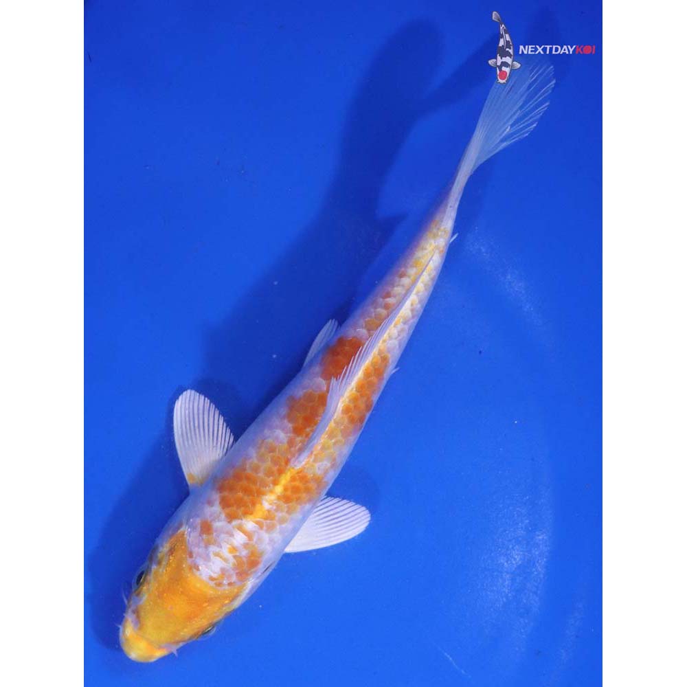 6” Imported Lemon Hariwake