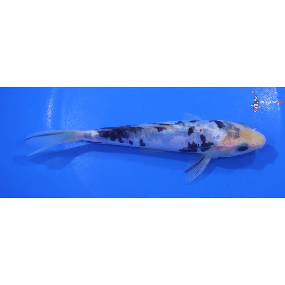 6” Imported Doitsu Shiro Bekko