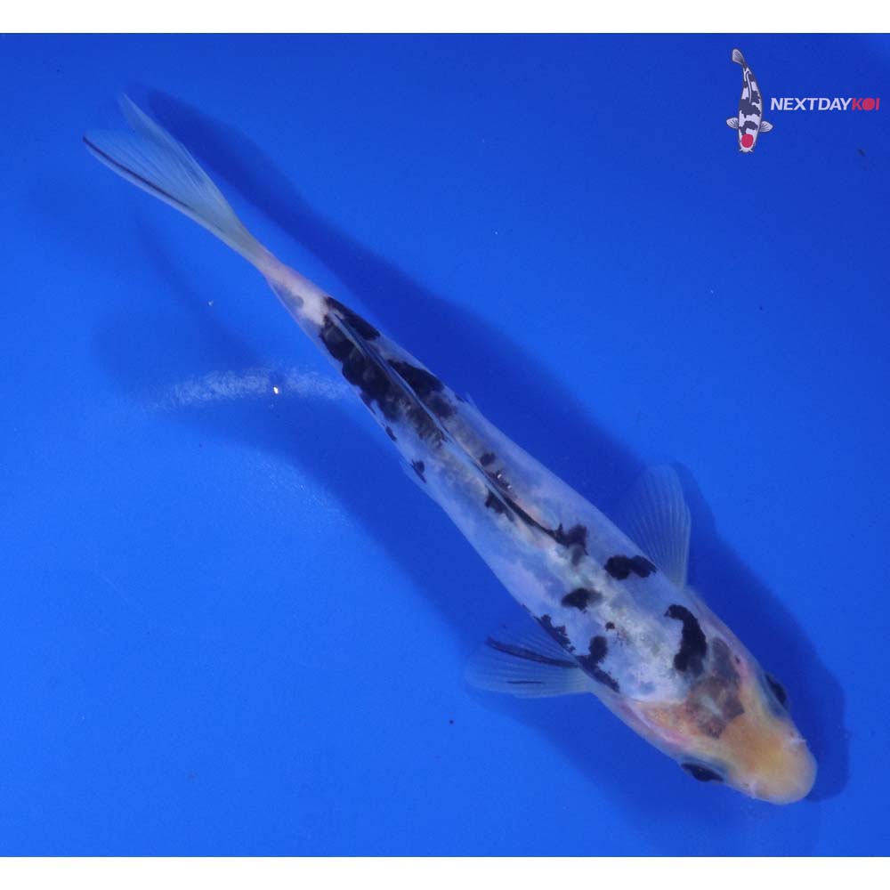 6” Imported Doitsu Shiro Bekko