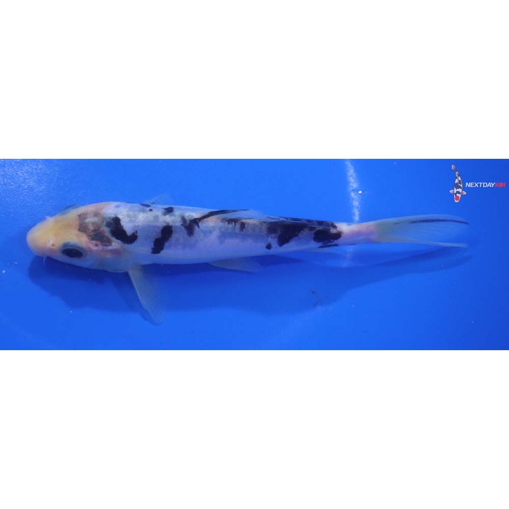 6” Imported Doitsu Shiro Bekko