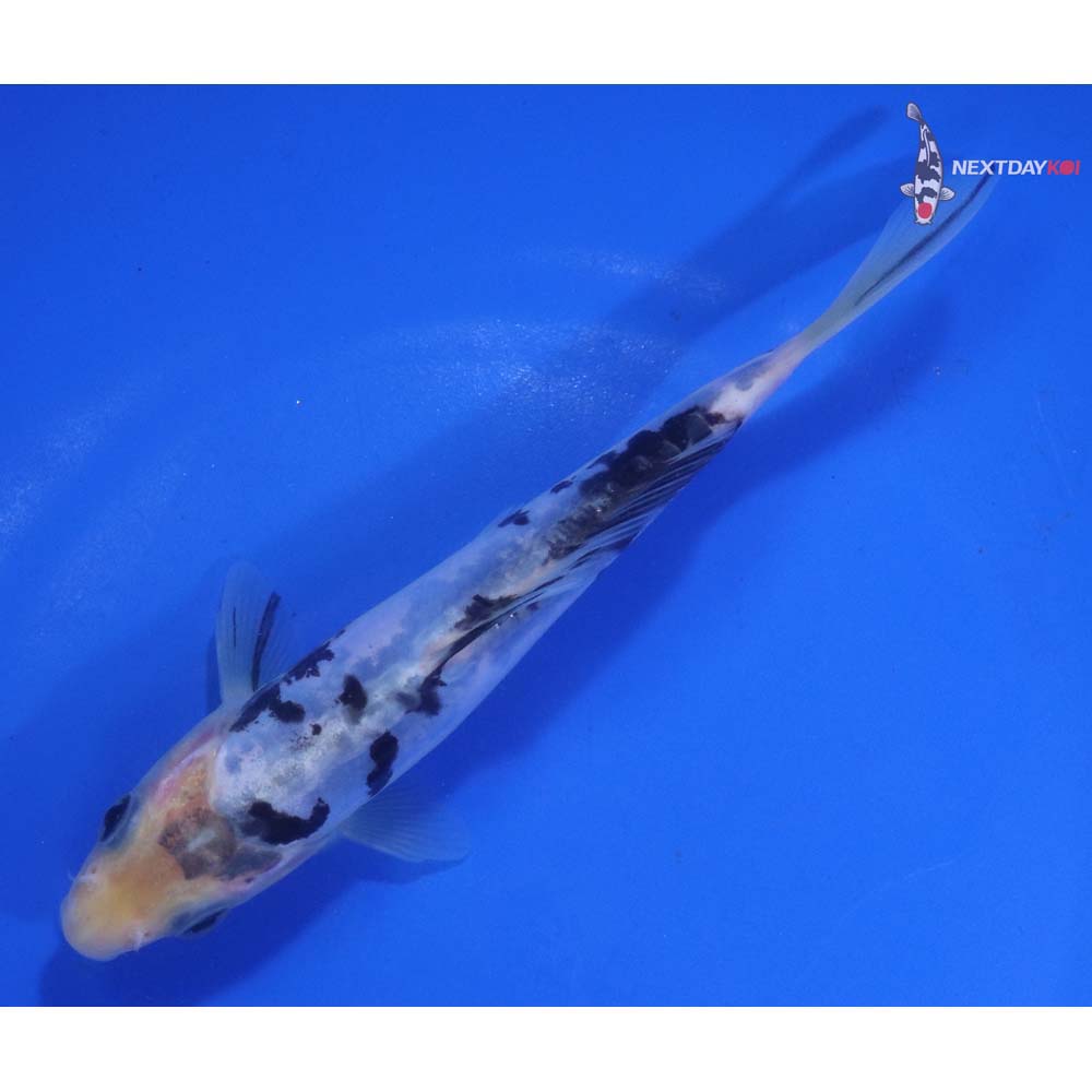 6” Imported Doitsu Shiro Bekko