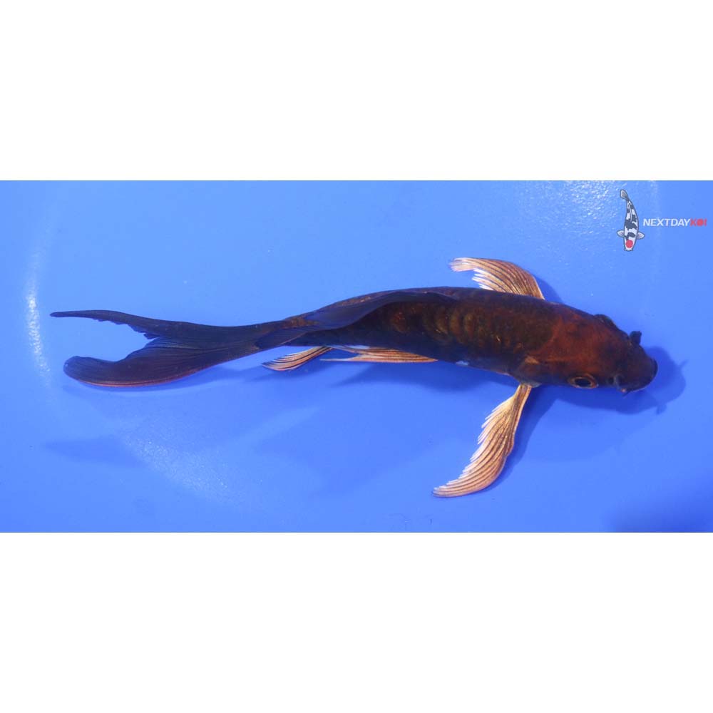 5.5” Imported Doitsu Chagoi Butterfly Koi