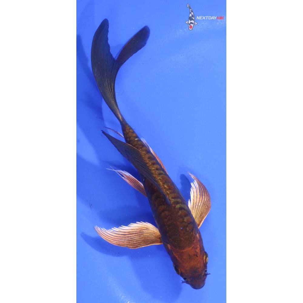 5.5” Imported Doitsu Chagoi Butterfly Koi