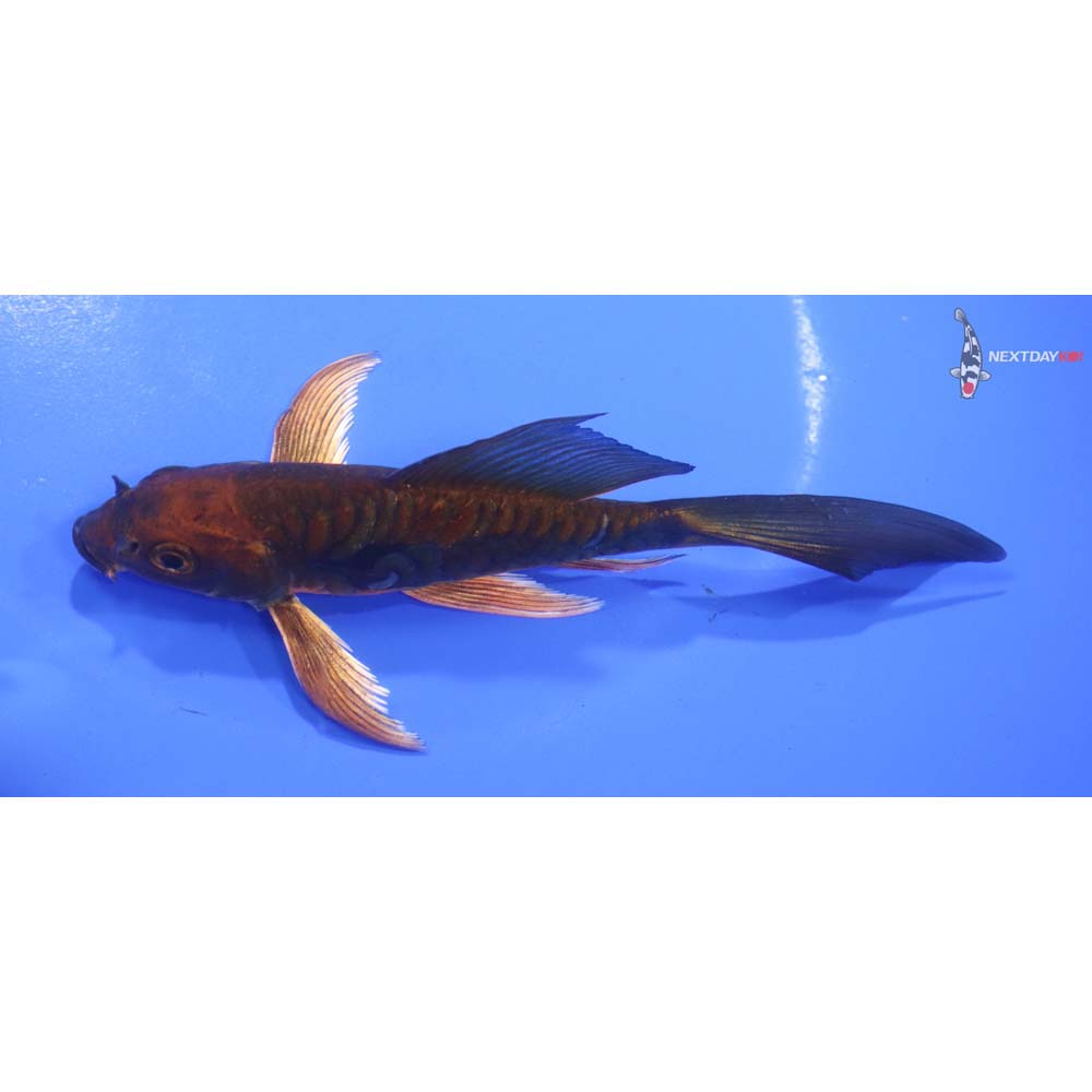 5.5” Imported Doitsu Chagoi Butterfly Koi