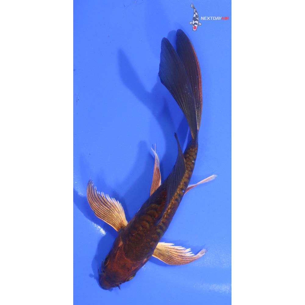 5.5” Imported Doitsu Chagoi Butterfly Koi