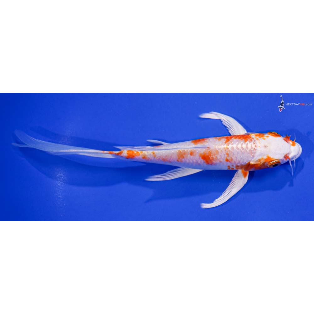 6.5” Imported Hariwake Butterfly Koi