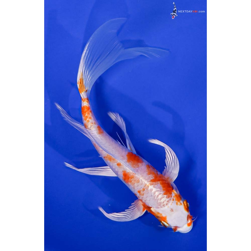 6.5” Imported Hariwake Butterfly Koi
