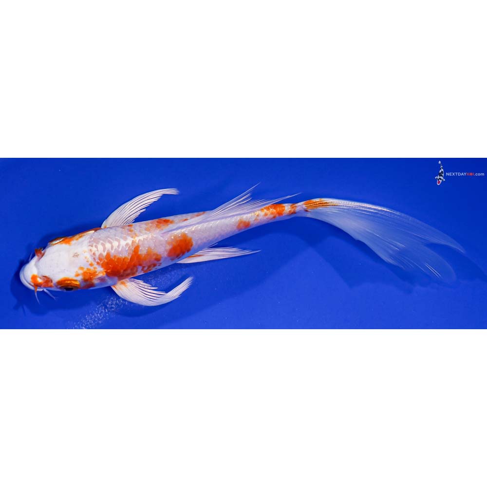 6.5” Imported Hariwake Butterfly Koi