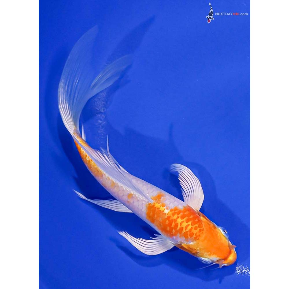 7” Imported Hariwake Butterfly Koi