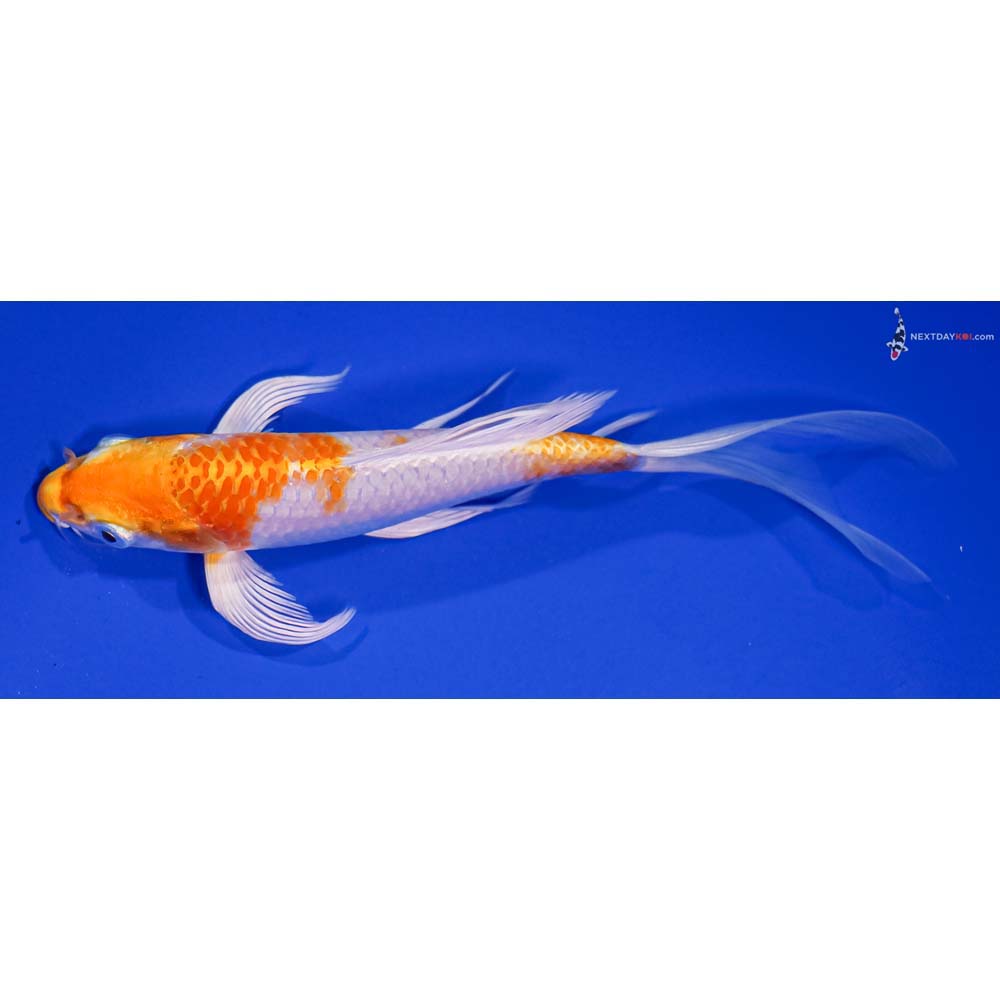 7” Imported Hariwake Butterfly Koi