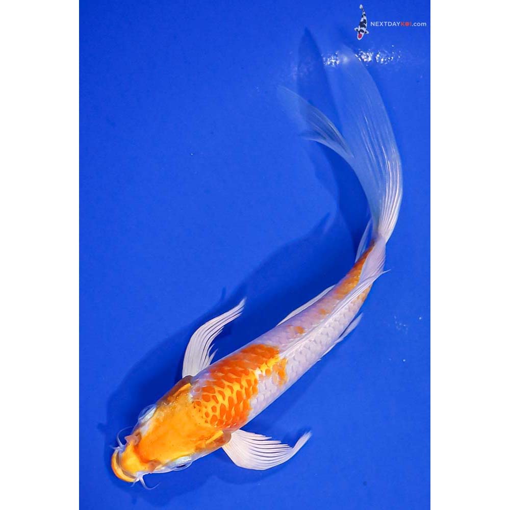7” Imported Hariwake Butterfly Koi