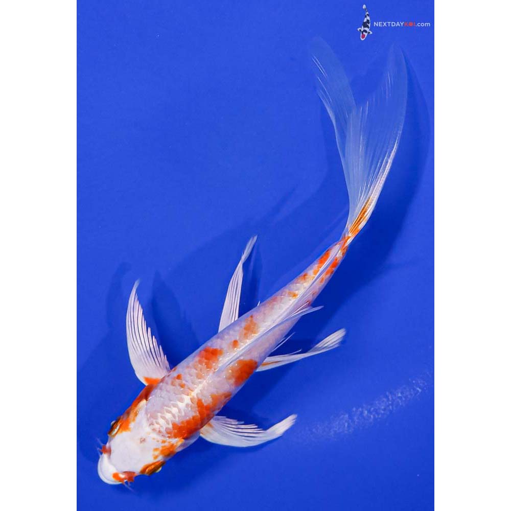 6.5” Imported Hariwake Butterfly Koi