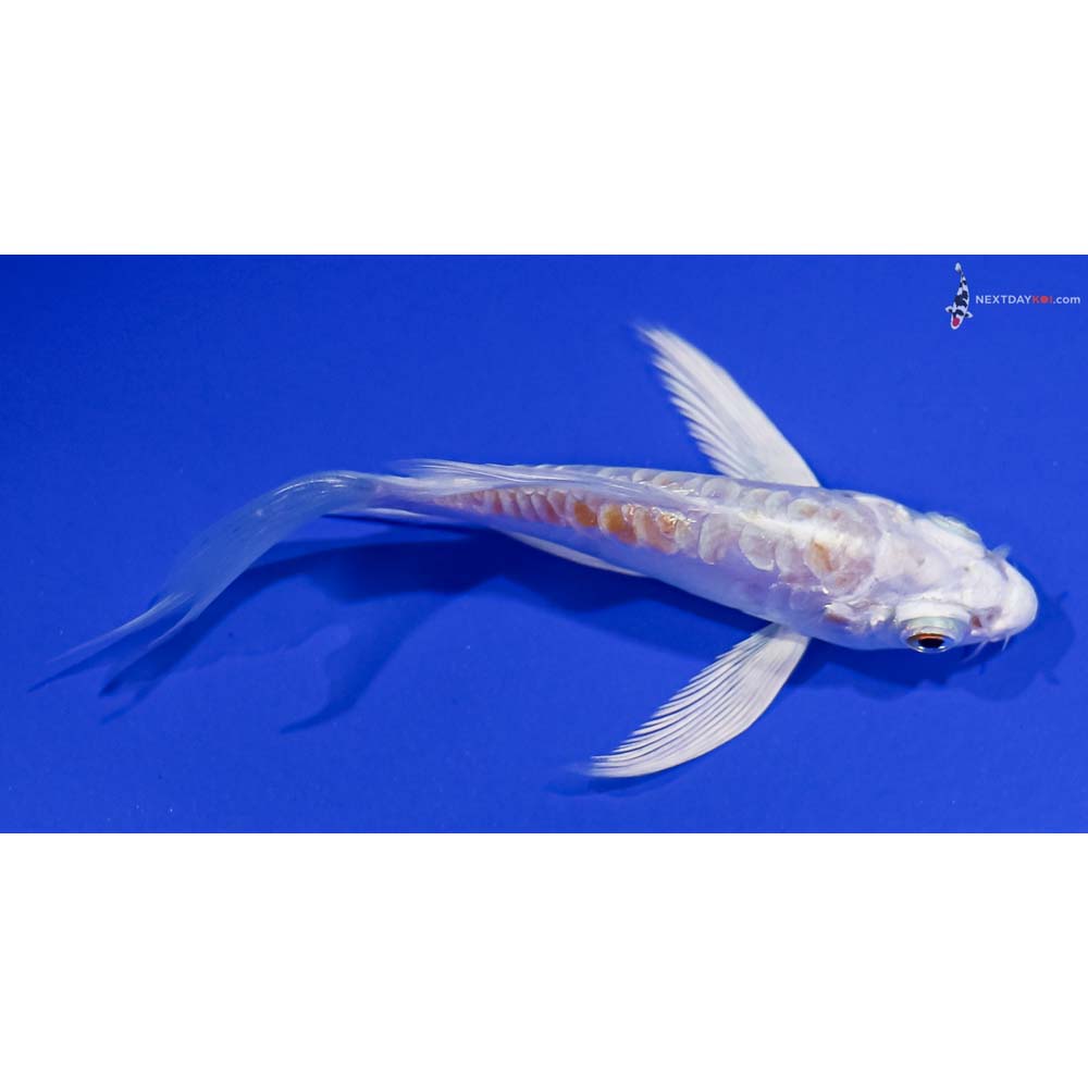 3.5” Imported Kikusui Butterfly Koi