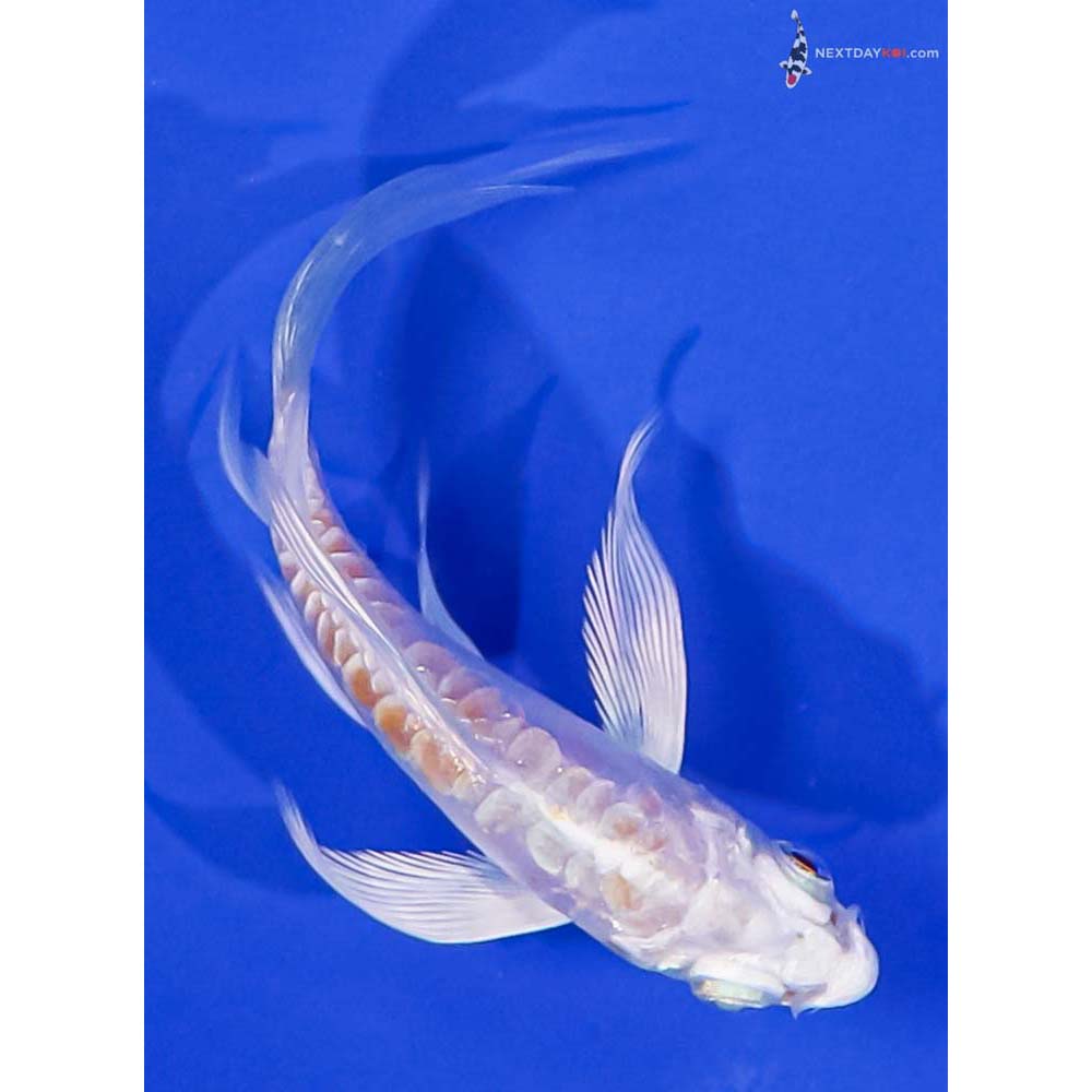 3.5” Imported Kikusui Butterfly Koi