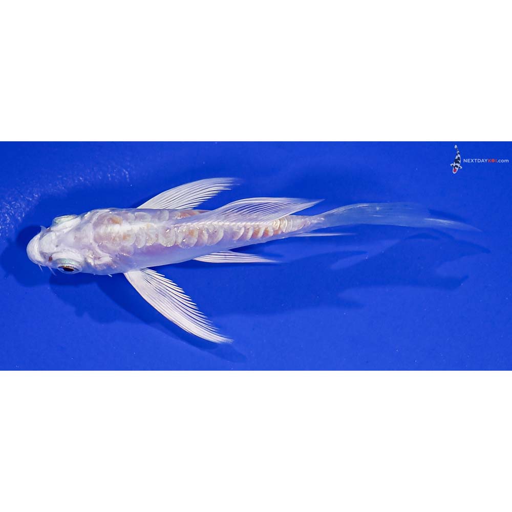 3.5” Imported Kikusui Butterfly Koi