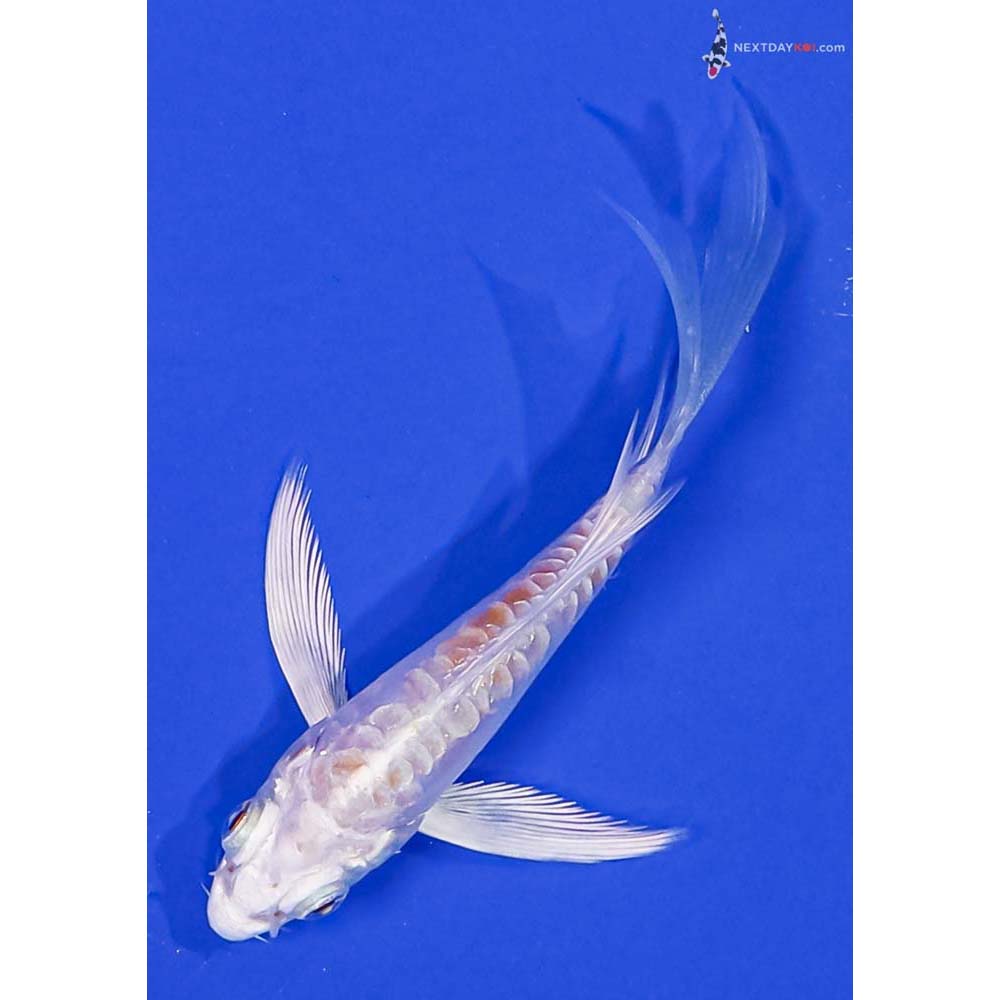 3.5” Imported Kikusui Butterfly Koi