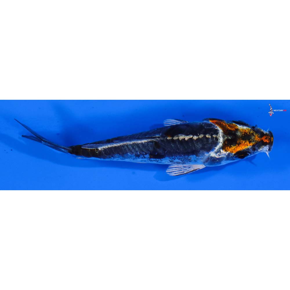 3.5” Imported Kin Kikokuryu