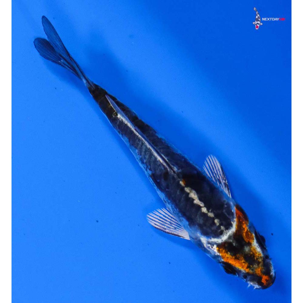 3.5” Imported Kin Kikokuryu