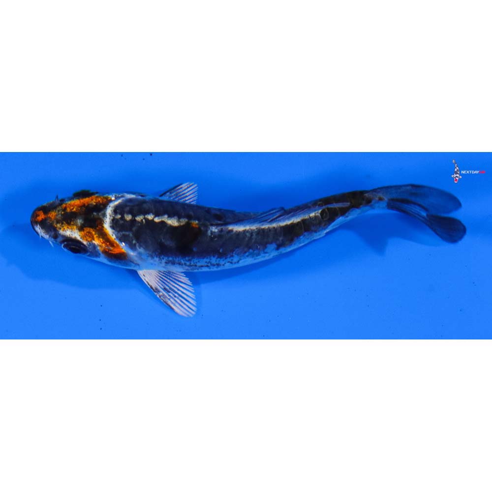 3.5” Imported Kin Kikokuryu