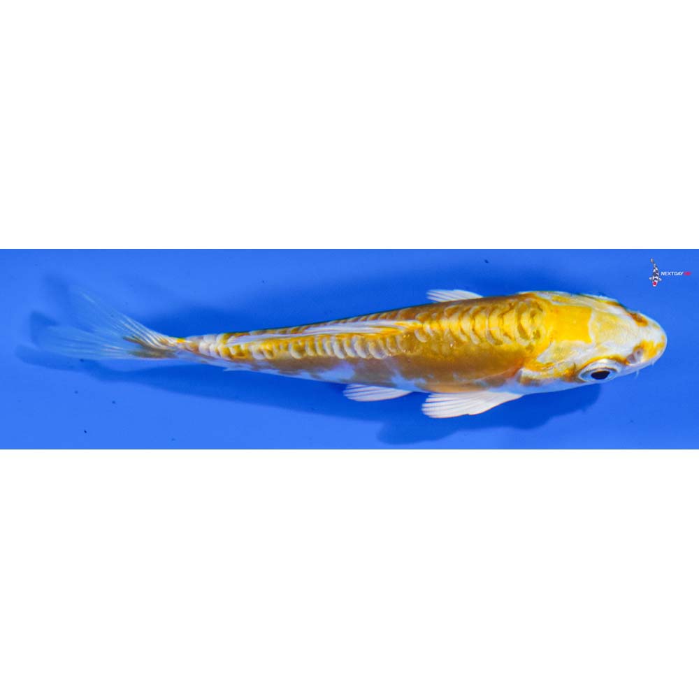 3.5” Imported Doitsu Lemon Hariwake
