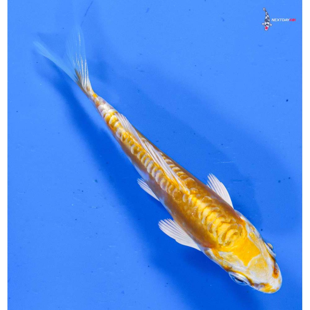 3.5” Imported Doitsu Lemon Hariwake