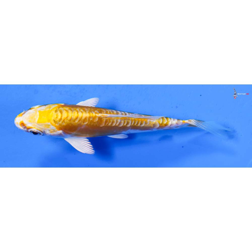 3.5” Imported Doitsu Lemon Hariwake