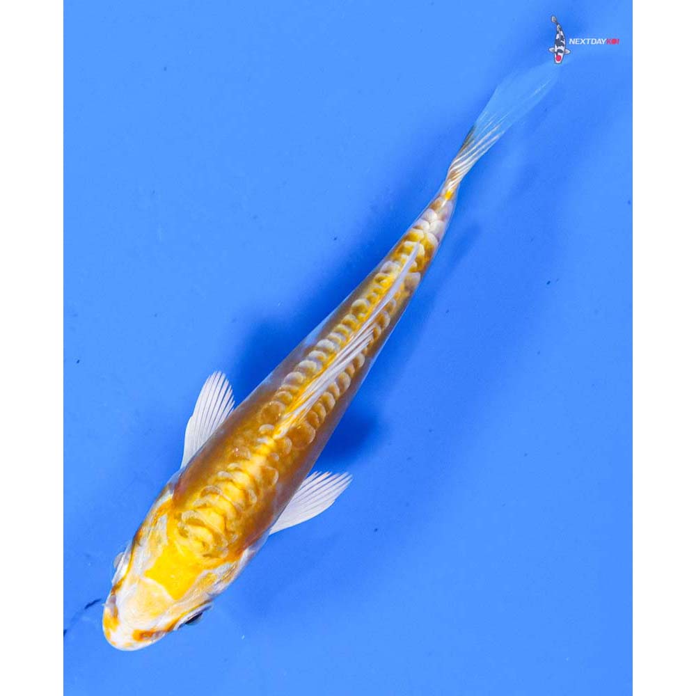 3.5” Imported Doitsu Lemon Hariwake