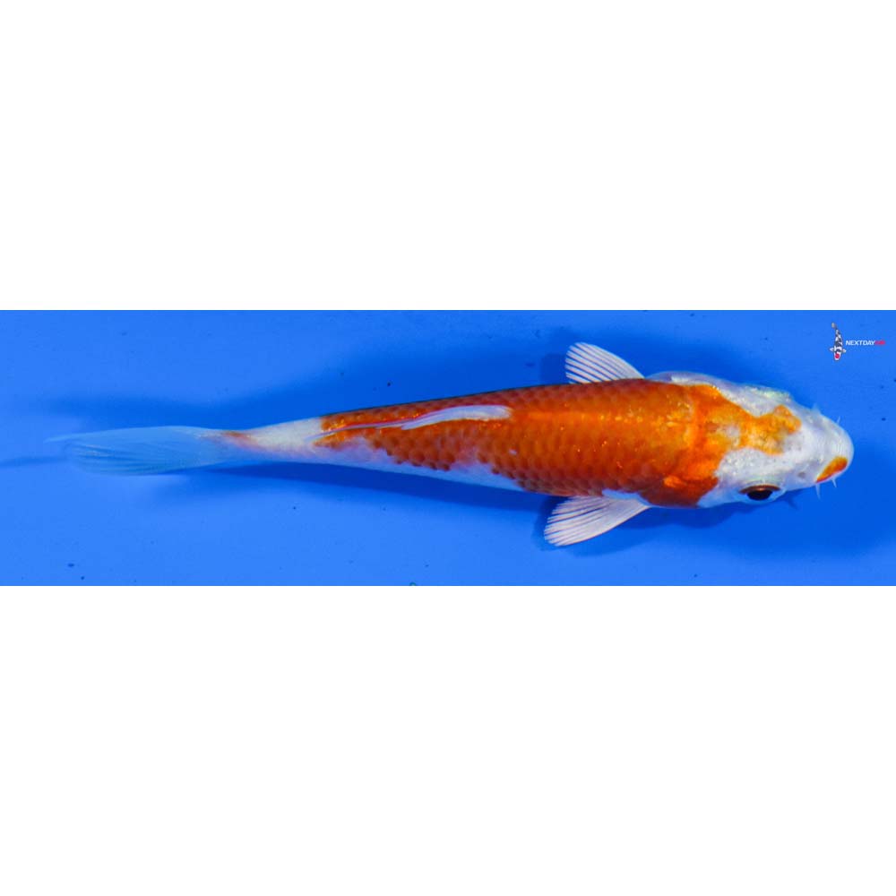 3.5” Imported Hariwake