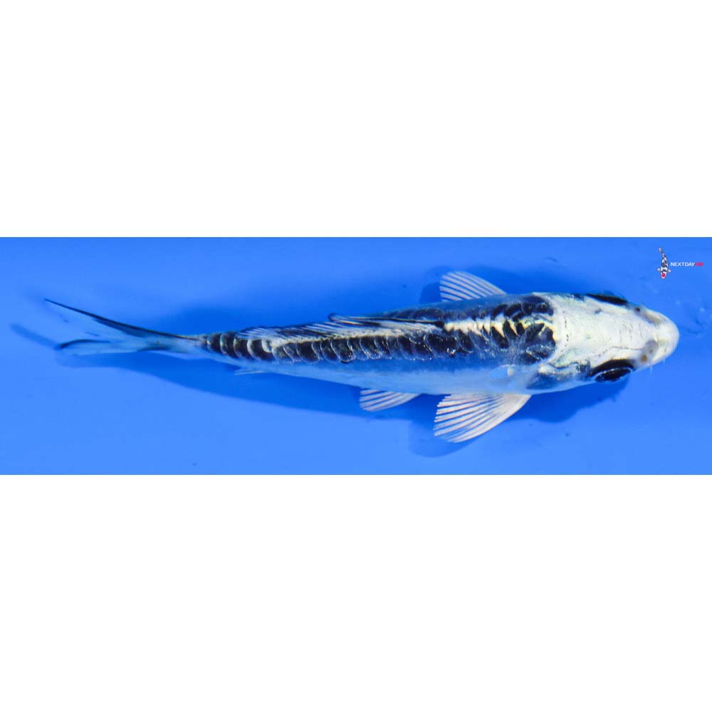 3.5” Imported Doitsu Blue Gin Matsuba